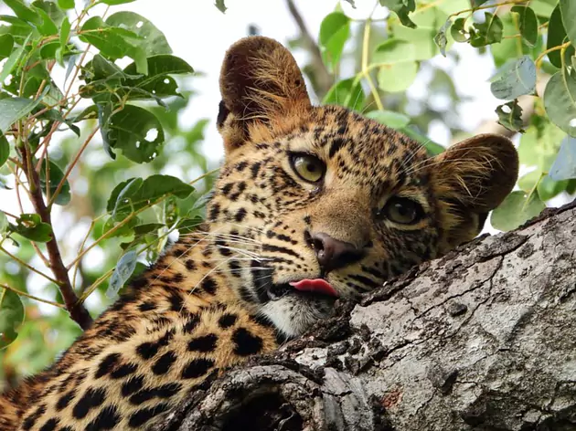 Die reiche Tierwelt Ugandas