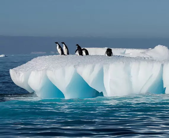 Antarktis_GourdinIsland_Adeliepinguine_c_Vreni_Stefan_Gerber_s.jpg