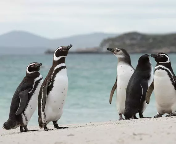 Falkland_CarcassIsland_Magellanpinguin_c_Vreni_Stefan_Gerber_s.jpg