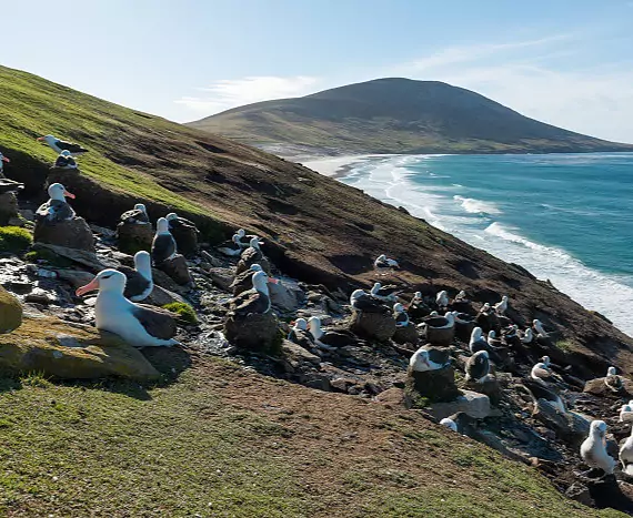 Falkland_SaundersIsland_Schwarzbrauenalbatros_c_Vreni_Stefan_Gerber_s.jpg