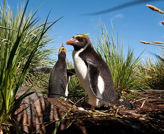 Suedgeorgien_CooperBay_MaccaroniPinguine_c_Vreni_Stefan_Gerber_s.jpg