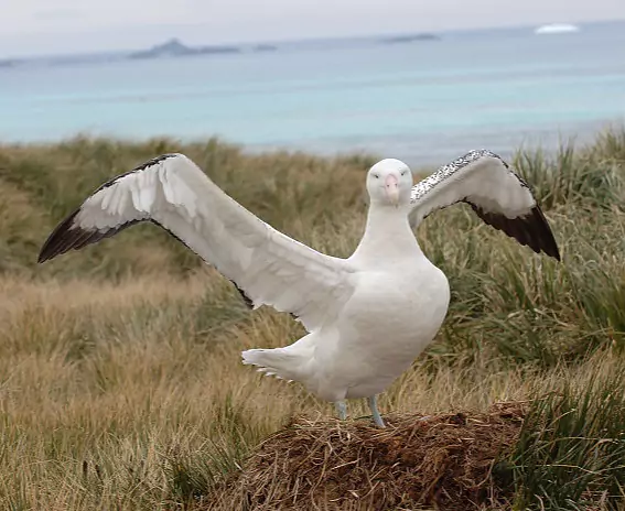 Suedgeorgien_PrionIsland_Wanderalbatros_c_Vreni_Stefan_Gerber_s.jpg