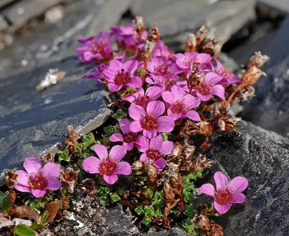 Spitzbergen_Flora_c_Vreni_Stefan_Gerber_s.jpg