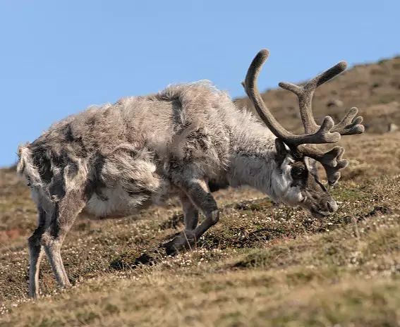 Spitzbergen_Rentier_c_Vreni_Stefan_Gerber_s.jpg