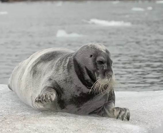 Spitzbergen_Bartrobbe_c_Vreni_Stefan_Gerber_s.jpg