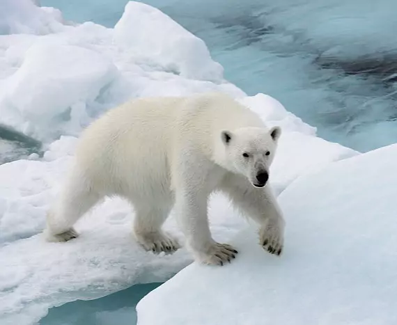 Spitzbergen_Bjornsundet_Eisbaer_c_Vreni_Stefan_Gerber_s.jpg