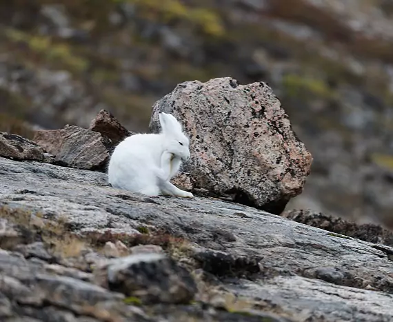 Grönland_Ost_NordvestfjordSydkap_Polarhase_c_Vreni_Stefan_Gerber_s.jpg