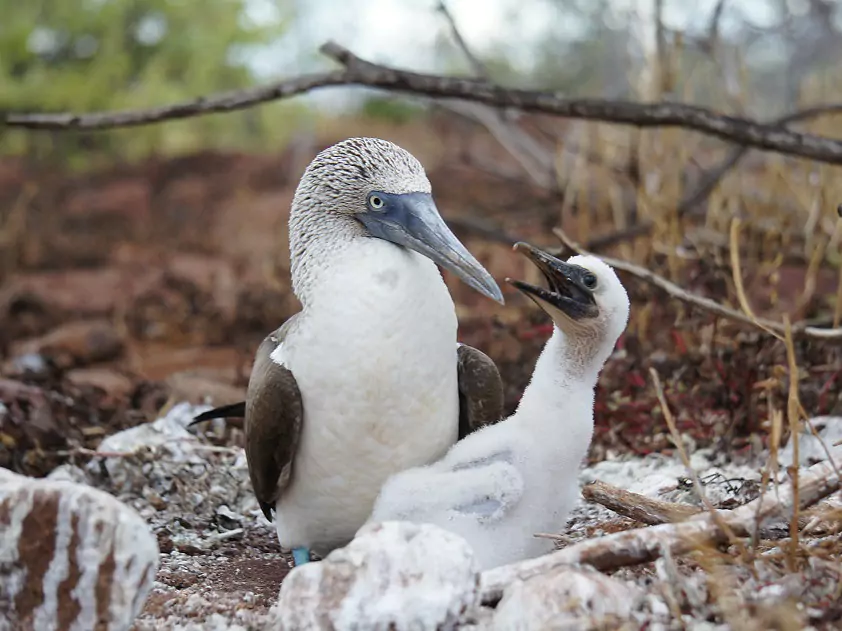Ecuador und Galápagos mit Exklusiv-Charter