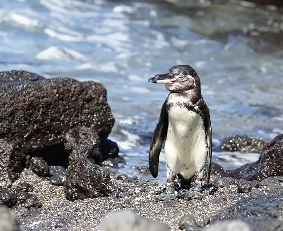 Galapagos_Isabela_Pinguin_c_Eva_Fuchs_s.jpg