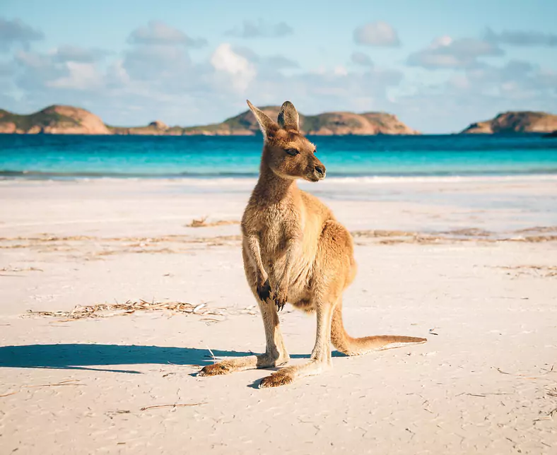 Australien_Westaustralien_Cape Le Grand NP_Lucky Bay_Kangaroo_shutterstock©John Crux_603577616.jpg