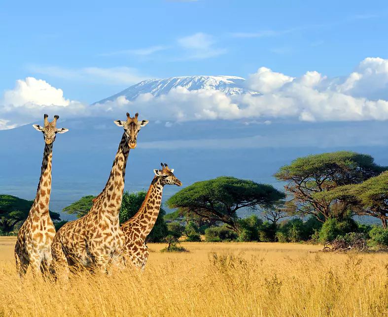 Kenia_Tiere_Giraffen_shutterstock©Volodymyr Burdiak_Erweiterte Lizenz_608911916.jpg