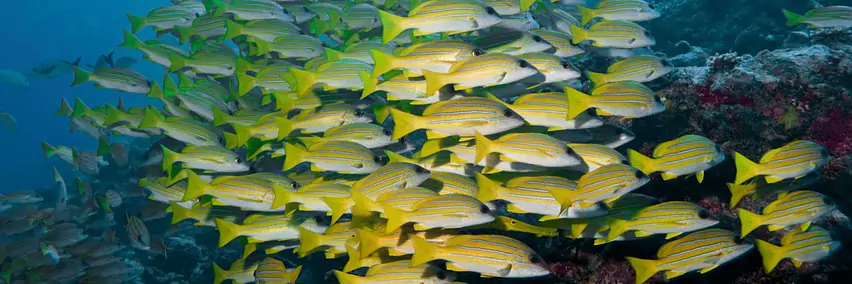 Vortrag: Unterwasserparadiese für Taucher & Schnorchler