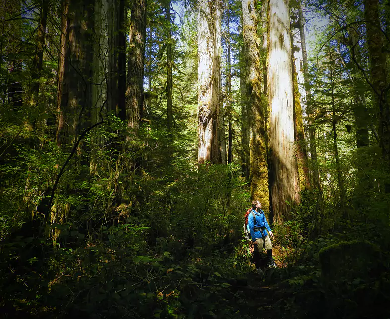Rainforest Walk.JPG