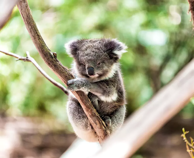 Koala entspannend in einem Baum, Australien.jpg