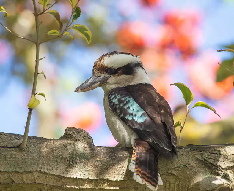 Kookaburra in Melbourne.jpg