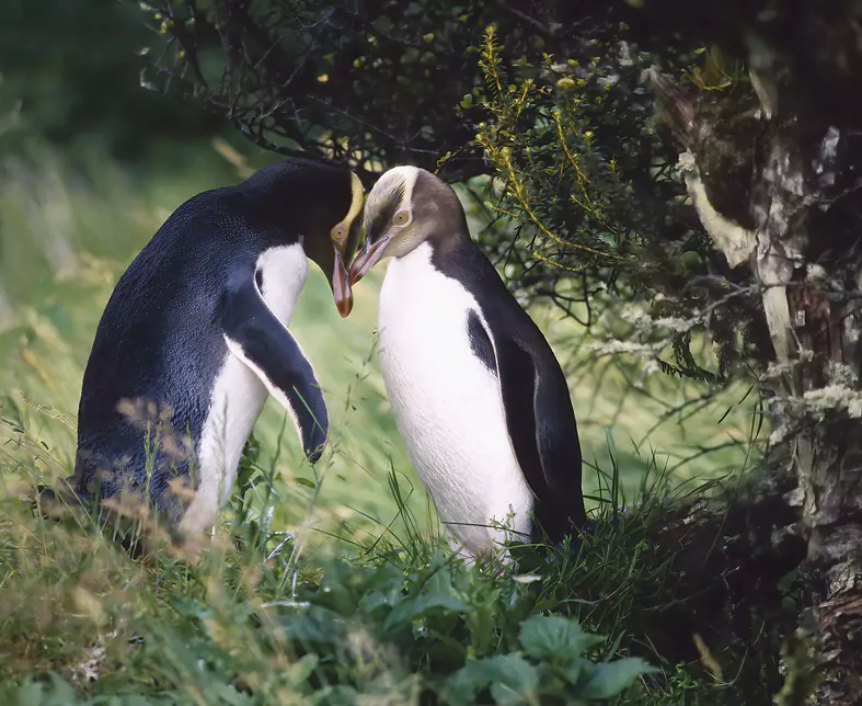 gelbäugige Pinguine.jpg