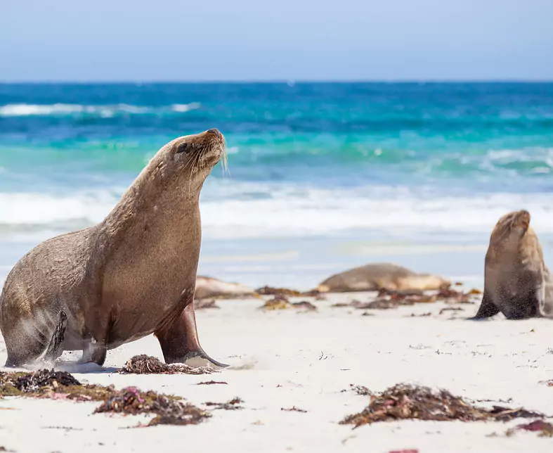 Sea Lions Kangaroo Island.jpg