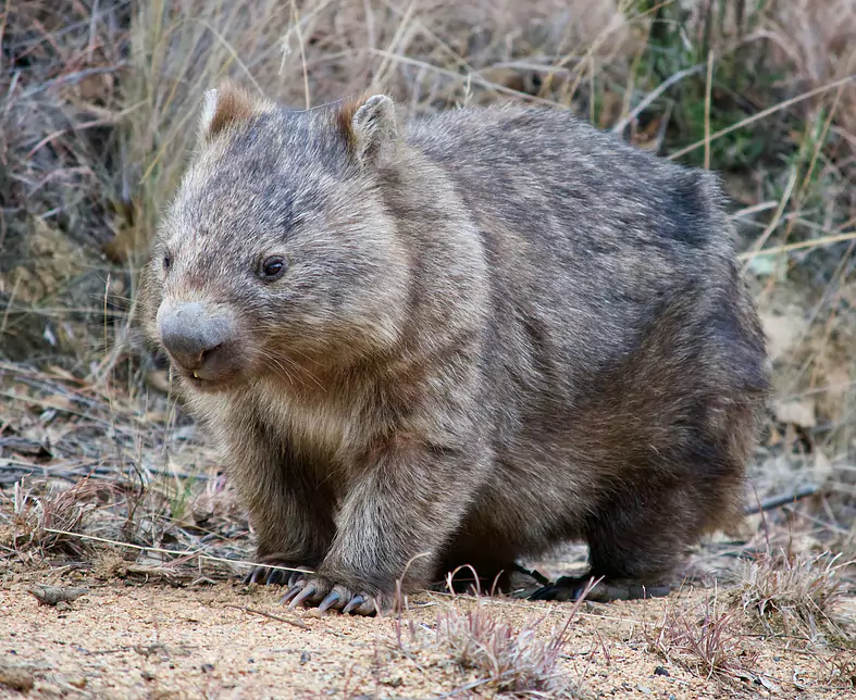 Australian wombat in a wild.jpg