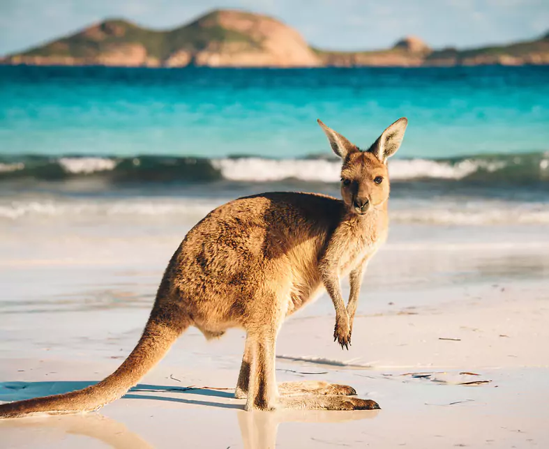 Kangaroo bei Lucky Bay im Cape Le Grand National Park.jpg