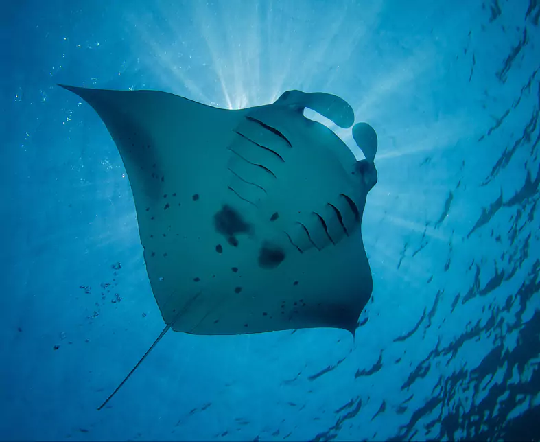 MAN_Vakarufalhi_Manta Ray Surface (1).jpg