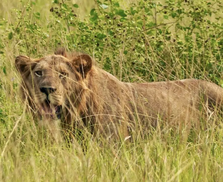 Uganda_Queen Elizabeth Nationalpark_Löwe.jpeg