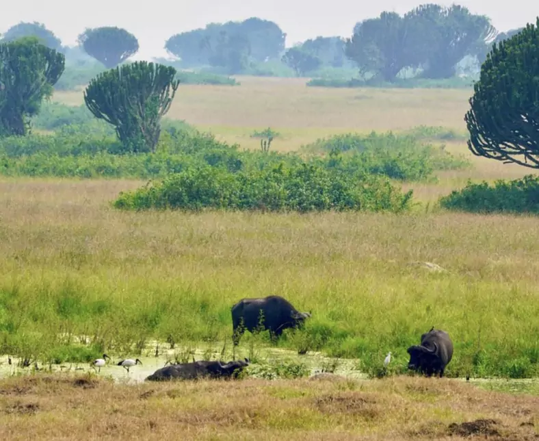 Uganda_Queen Elizabeth Nationalpark_Büffel.jpeg