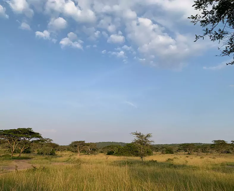 Uganda_Lake Mburo Nationalpark_Savanne.jpeg