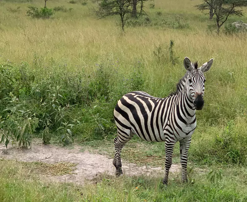 Uganda_Lake Mburo Nationalpark.jpeg