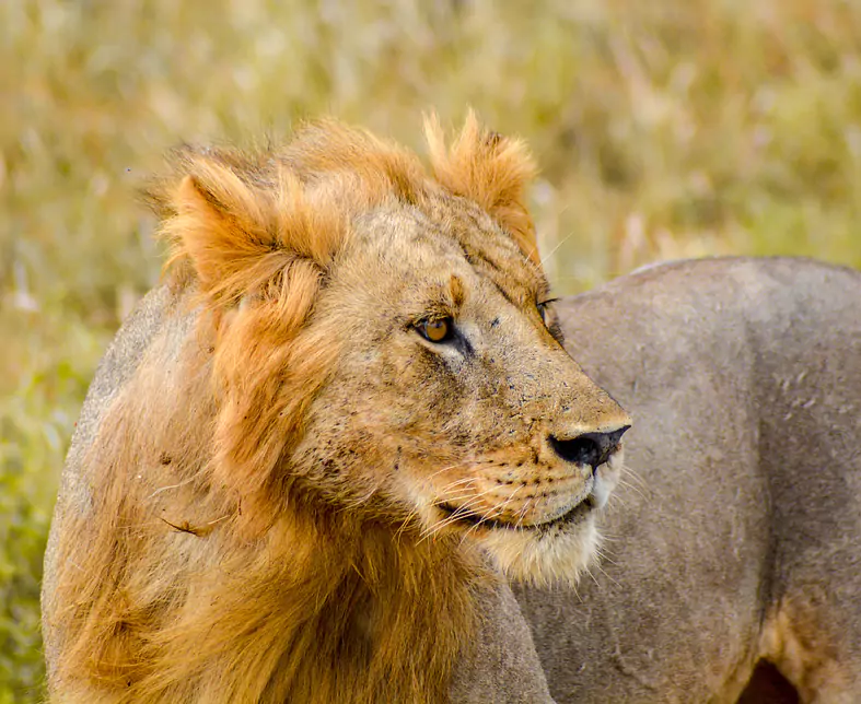 Kenia Tsavo East.jpg