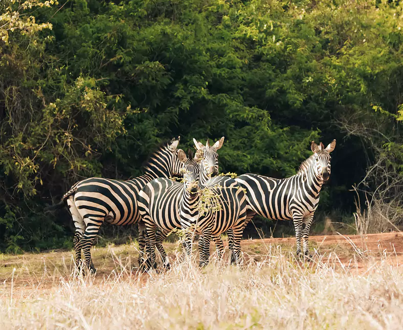 Akagera Nationalpark, Ruanda_.jpg