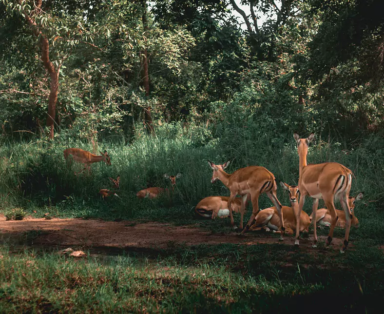 Akagera Nationalpark, Ruanda_ (2).jpg