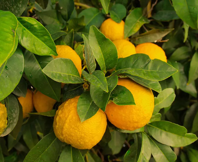 lemons-1368367_1920.jpg