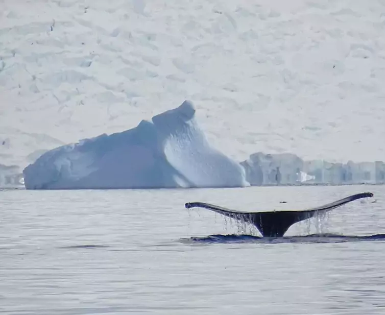 whale-4622268_1920.webp
