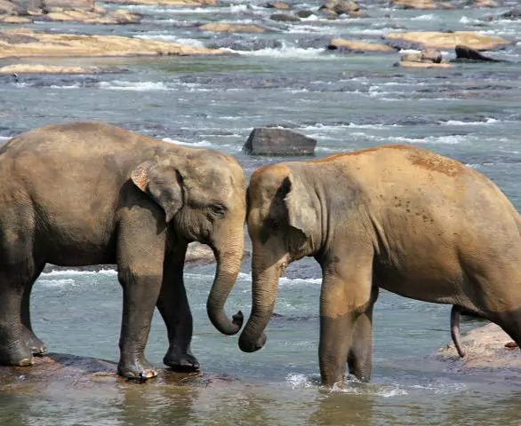 elephant-471480_1920.jpg