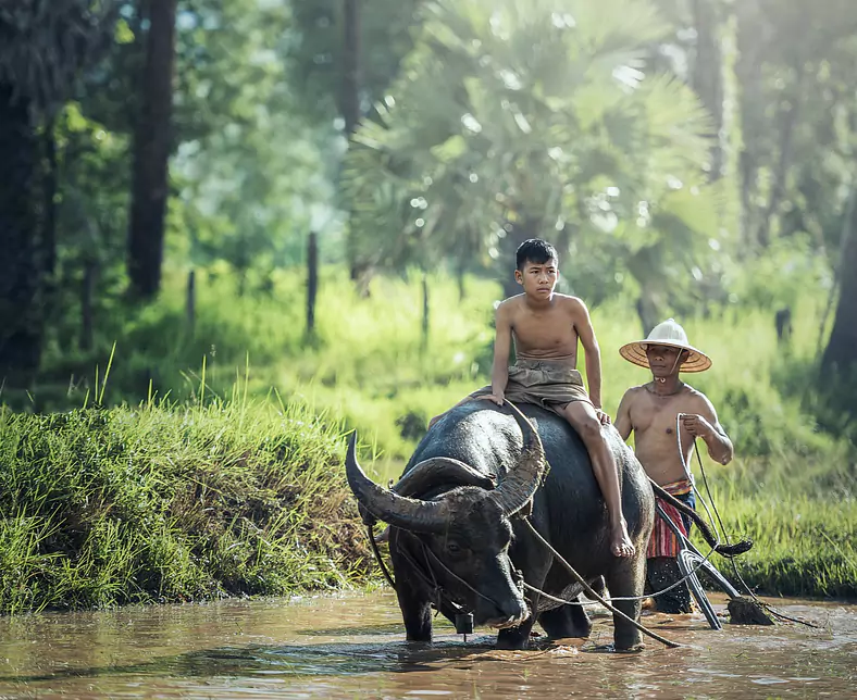 water-buffalo-1807517_1920.jpg