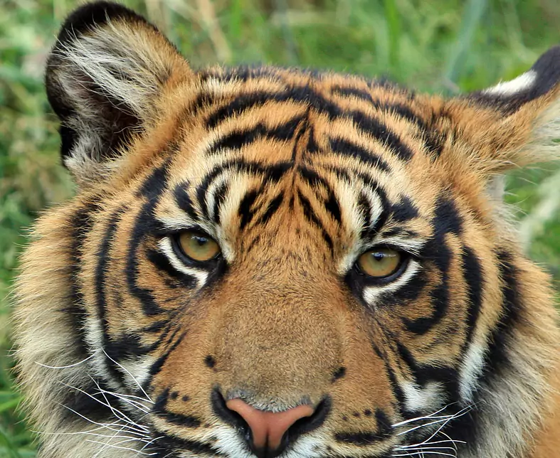 tiger-165189_1920.jpg
