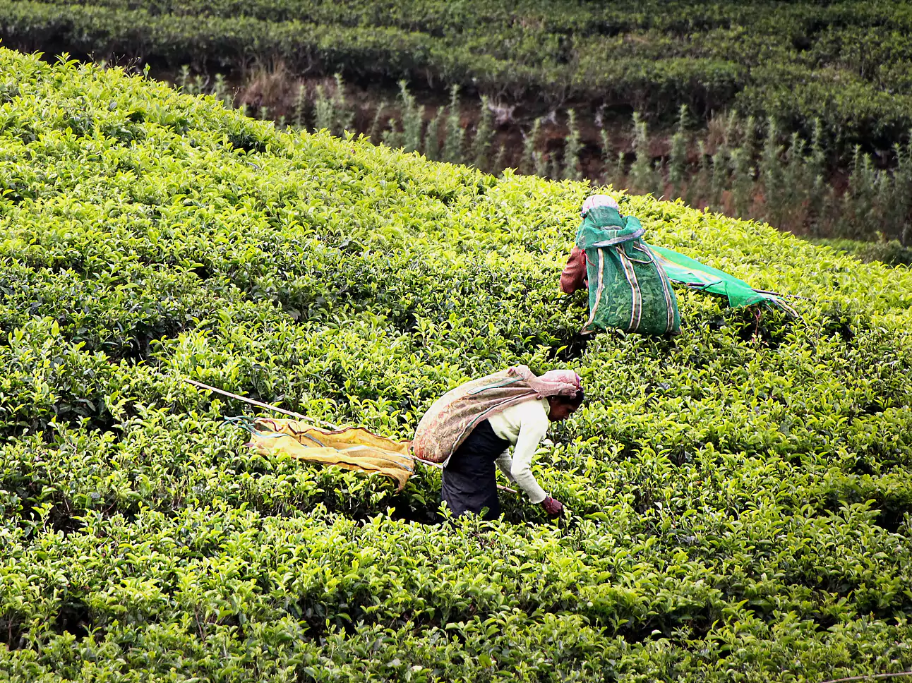 Sri Lanka: Enddecken Sie das Beste in 2 Wochen.