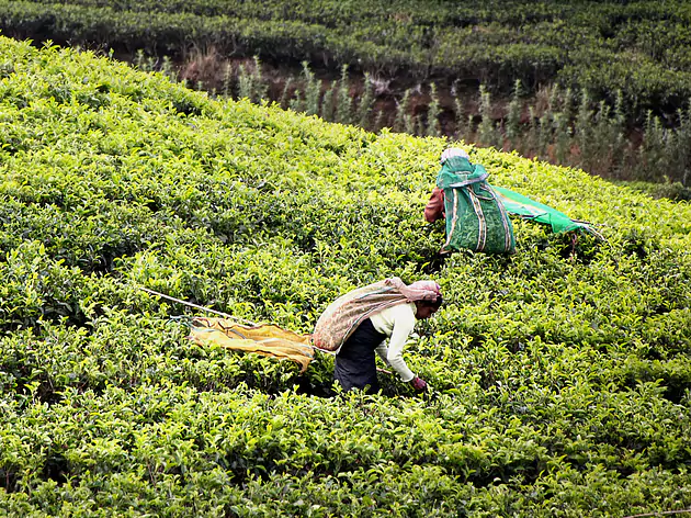 Sri Lanka: Enddecken Sie das Beste in 2 Wochen.