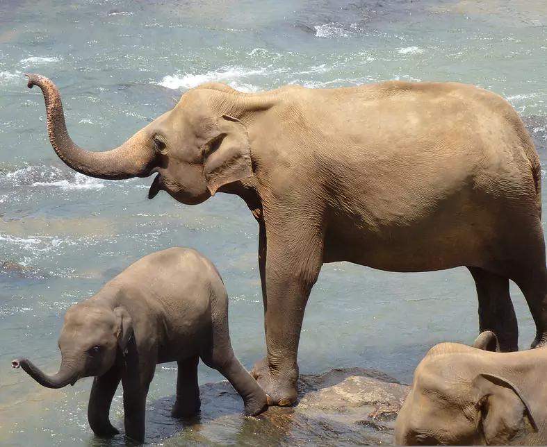 elephants-2419945.jpg
