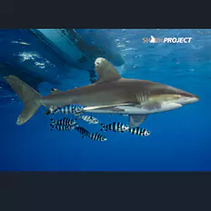 Sharkproject Switzerland