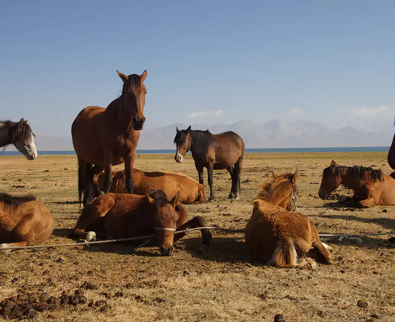 kyrgyzstan-3738064_1920.jpg