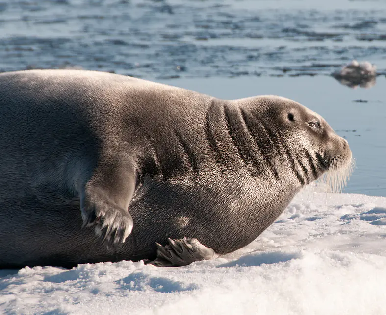 ©-Spitzbergen Reisen - Bartrobbe nah.jpg