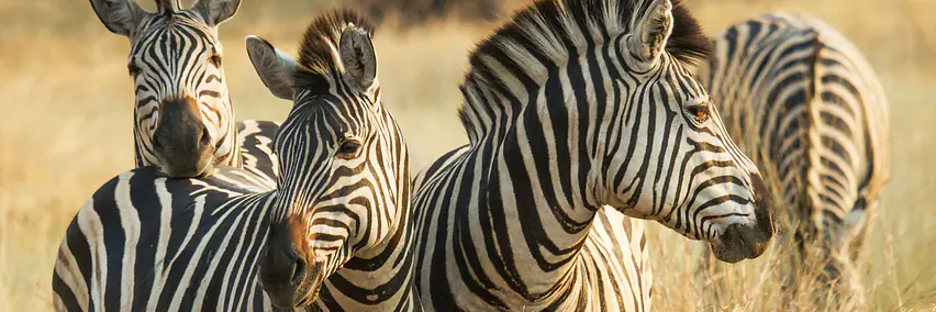 Botswana - Wasser, Wüste & Tiere