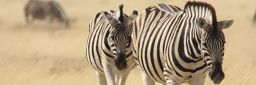 Namibia - das Land der Kontraste