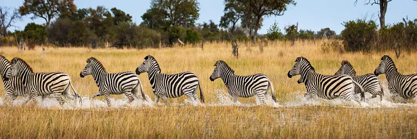 Botswana - Wasser, Wüste & Tiere