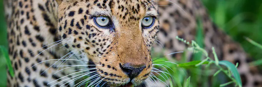 Botswana - Wasser, Wüste & Tiere