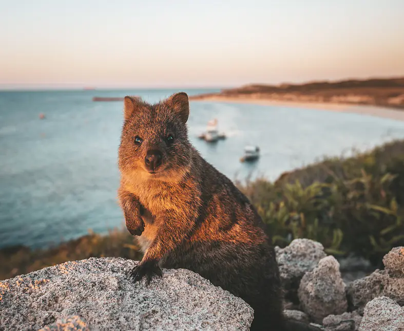 116690-56 Quokka on Rottnest Island.jpg