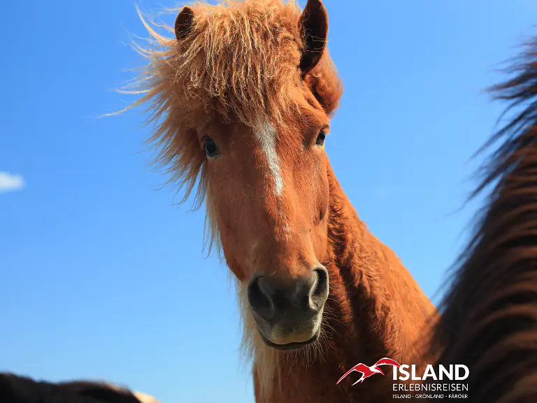 Reiten auf Island