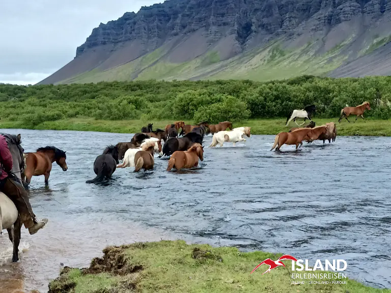 Reiten auf Island