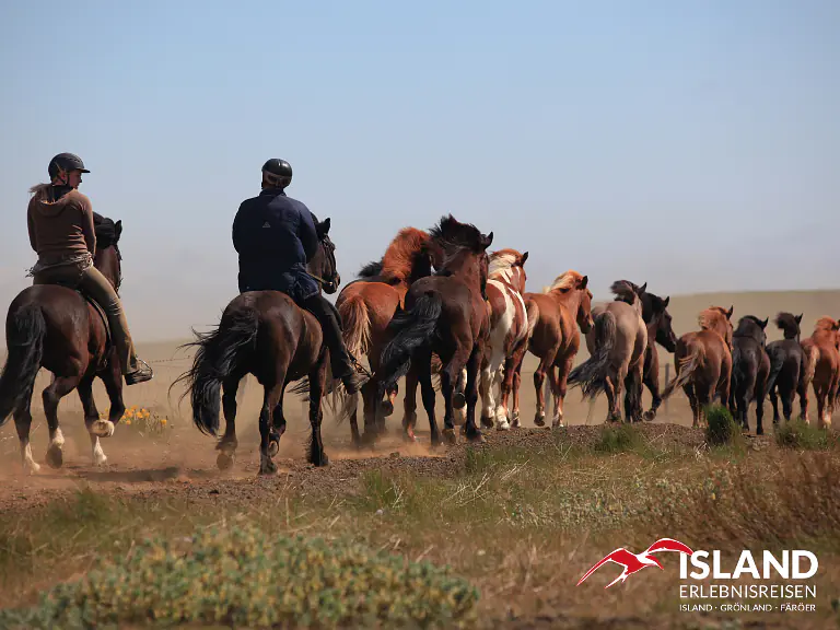 Reiten auf Island